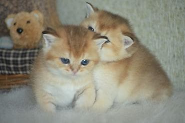 ag pişik: Открыта бронь на британских котят золотого окраса. Котята — 7