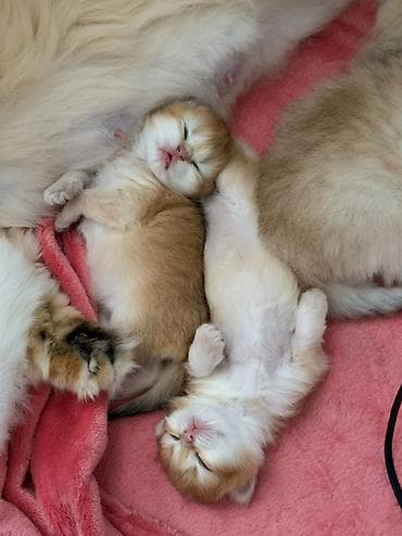 rus pisik adlari: Qızıl şinşilla, Dişi — 2