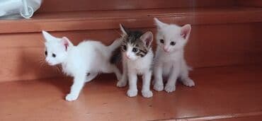 ağ pişik balası: Tabbi, Yaxşı əllərə — 3