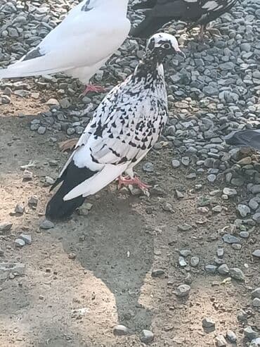 ineklerin satisi: Alman göyərçinləri satlır.Xahiş olnur cidi fikir olanlar yasın .Bir — 3