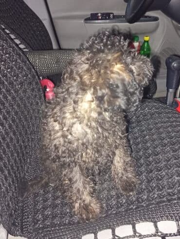 avcarka balası: Pudel — 6