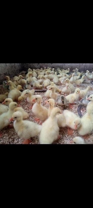 Atlar: Sarı tüklü ördək balaları – intensiv böyümə üçün seçilmiş partiya. - — 1