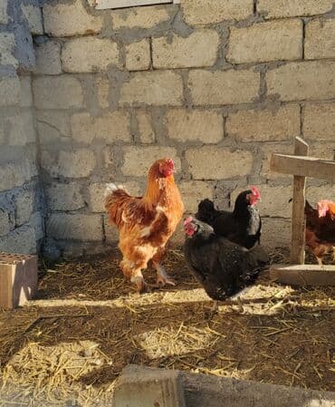 Индюшки: Петух, Brama, лет: <1, Самовывоз — 1