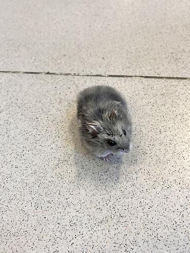 heyvanlar ucun mallar: Cunqarik üçün tam dəst qəfəs

Cunqarikler qefesle birlikde verilir — 7