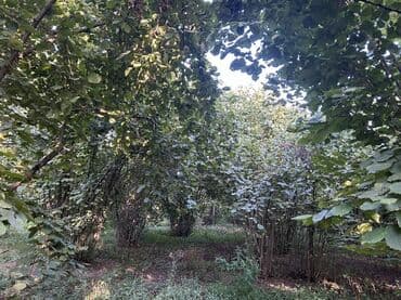 xacmazda findiq bagi satilir: Kənd təsərrüfatı — 19