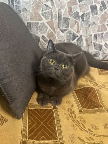 britan pişiyi: Britan — 3