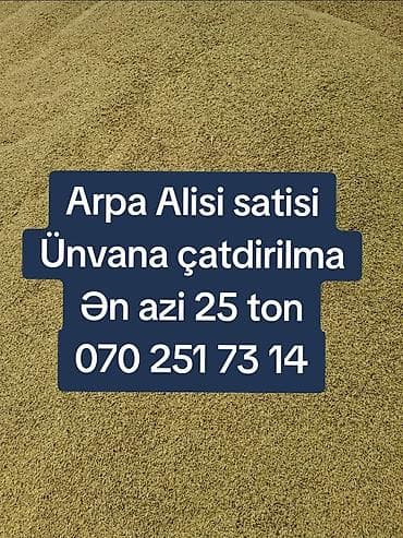 ev heyvanlarının satışı: Arpa topdan satış - Yemlik arpa - Minimum sifariş miqdarı: 25 ton - — 4