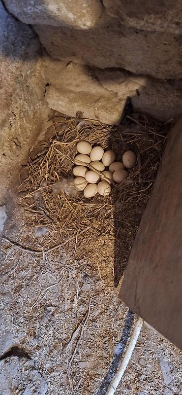 ağ ordək: Erkək, | Lal ördək, Damazlıq, Ünvandan götürmə — 5