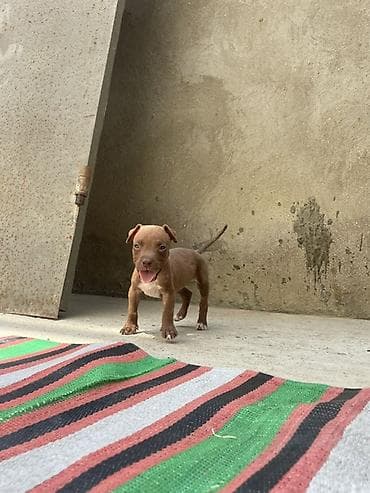 Pitbul, 2 ay, Dişi, Ödənişli çatdırılma lalafo.az -da Pitbul, 2 ay, Dişi, Ödənişli çatdırılma