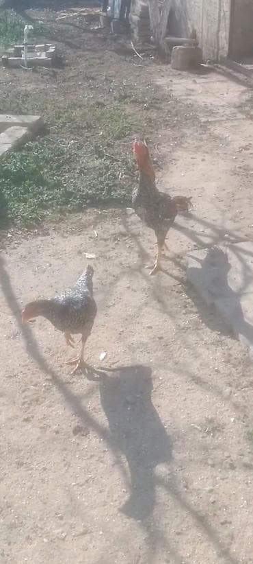 avcarka satilir: Bu heyvanlar Özbəkistanan gəlib bunların balaları satılır isd — 1