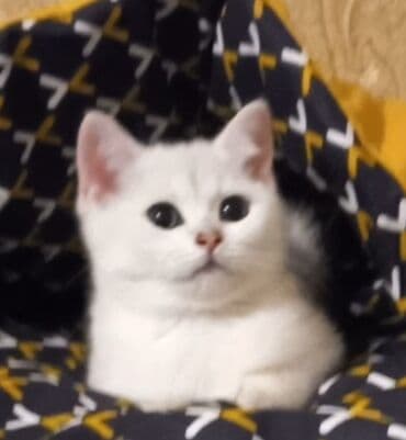 Britan, Dişi, Yaxşı əllərə, Ünvandan götürmə