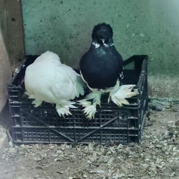 göyercin: Cins göyərçinlər – 2 ədəd - Növ: bəzək/şou tipli tüklü-pəncəli — 4