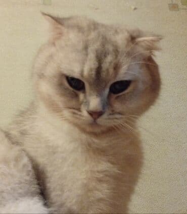 домик для большой собаки: Шотландская — 4