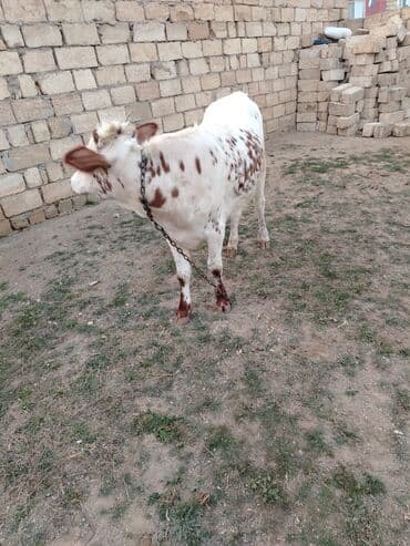 itlerin pulsuz verilmesi: Disi danadi yarma yiyib dam heyvandi — 3