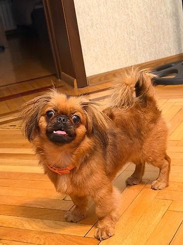 mini itler: Pekines, 6 ay, Dişi, Peyvəndli — 5