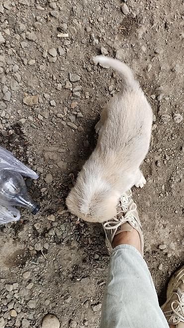 it cinsleri ve qiymetleri: Lənkəran şəhəri Trasdaki BRAVO market ilə Perla mebelin arası Köhnə — 8
