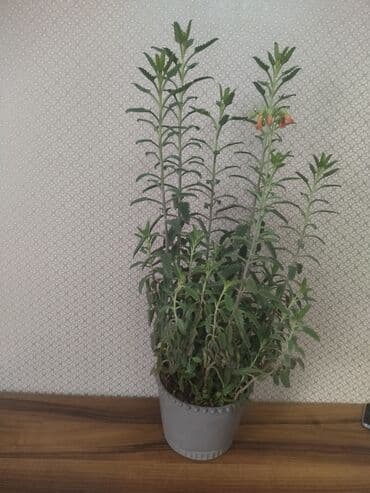 benovse: Sukkulent “Kalankoe – Bryophyllum (Mother of Thousands)” saksıda — 1