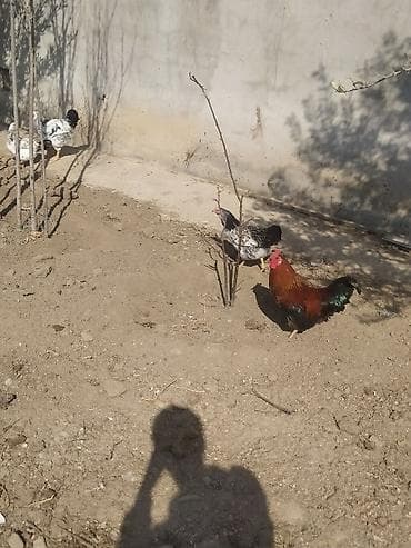 Hinduşkalar: Xoruz, il: 1, Ünvandan götürmə — 1