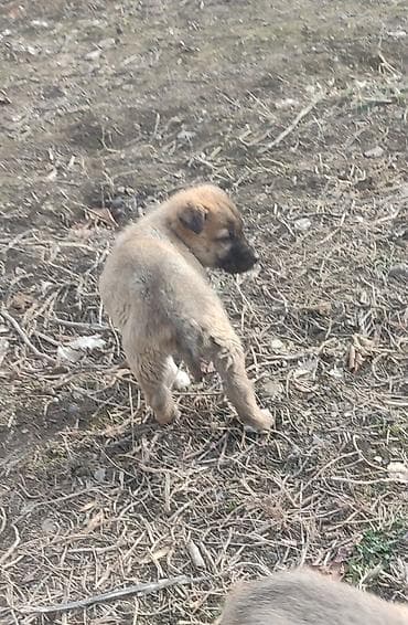 balaca itlerin satisi: Kanqal, 2 ay, Dişi — 1