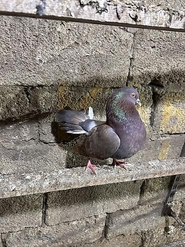 göyercinler: Saglam heyvanlar hec bir problemi yoxdu qiymet 3 ne aiddi tek tek — 4