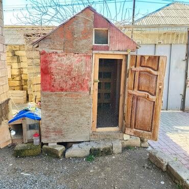 Salam Aleykum Quşxana satılır istəyən olsa əlaqə saxlasın .hündürlük lalafo.az -da Salam Aleykum Quşxana satılır istəyən olsa əlaqə saxlasın .hündürlük