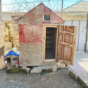 pişik yuvası: Salam Aleykum Quşxana satılır istəyən olsa əlaqə saxlasın .hündürlük — 1