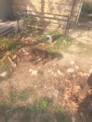 doberman satış: Doberman, Peyvəndli — 1