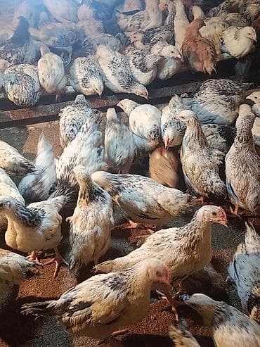 toyuq: Toyuq cücələri, Ətlik — 4