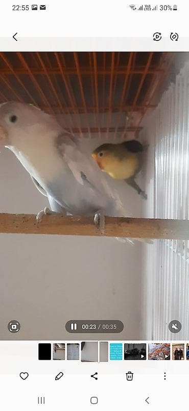 Məhsul: Sevgi quşları (Lovebird cütü) Təsvir: - Şəkillərdə iki sevgi