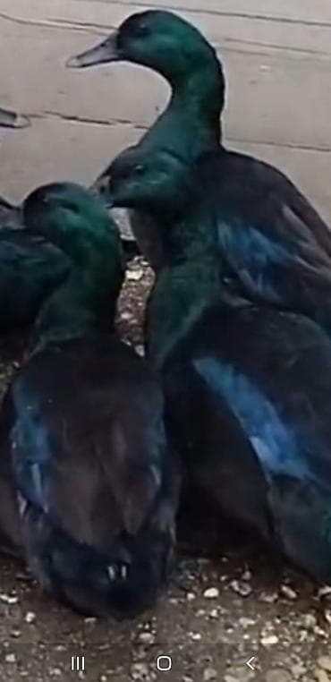 Satışda: yer olmadiginan deyerinden ucuz satlir .2 fere 1 xoruz