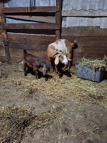 Erkək bala ana hələb bala hələb