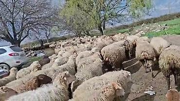 Satış: Qoyun sürüsü 0509813022 - Növ: Qoyun (ana qoyunlar üstünlük