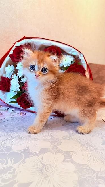 pișik: Zərif və mehriban balaca pişik balası - Rəng: narıncı (ginger) — 1
