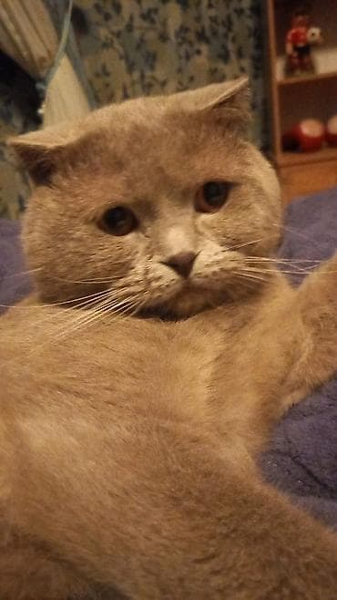 anqora pişik: Şotland yastı qulaq, Erkək, Cütləşmə üçün, Ünvandan götürmə — 3