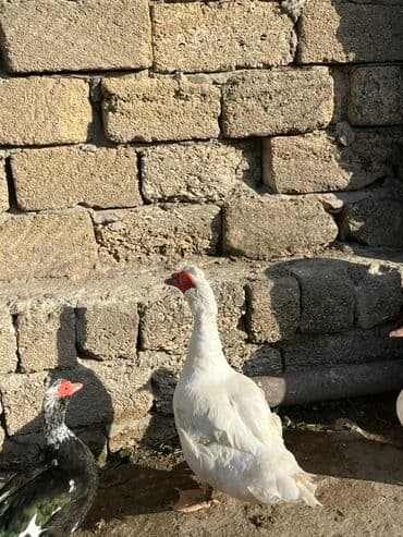 kayuqa ordək: Erkək, | Lal ördək, Damazlıq, Ünvandan götürmə — 3