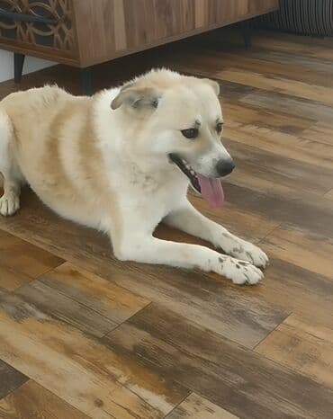 iri it cinsi: 2 il, Erkek — 1