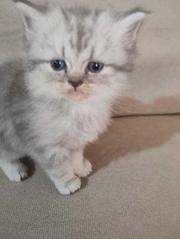 Gümüş rəngli, uzun tüklü balaca pişik balaları. Yumşaq, sıx və ipək