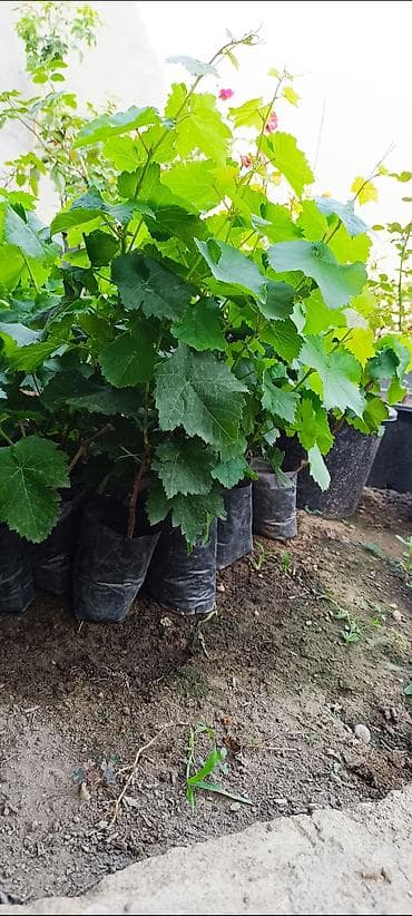 bitki guli: Üzüm tingləri – qablarda - Növ: üzüm (şpalerə dırmaşan çoxillik — 3