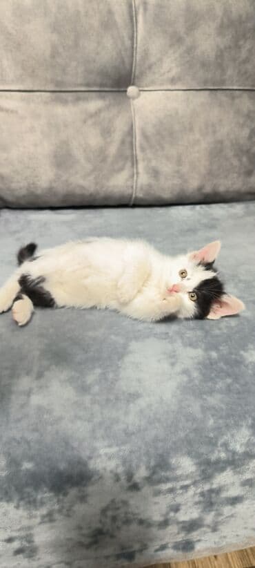 котята в баку бесплатно 2020: 2ayliq sağlam oynaq baladır qum tərbiyəsi var
Ünvan: şəki — 1