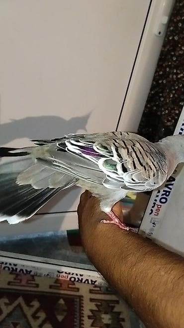 papuqay type 1: Satılır: kekili Avustralya göyərçin (qumrusu) crested pigeon — 1