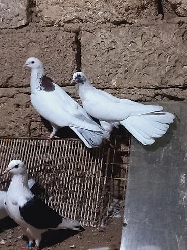 bulbul quşu: Salam 6 dene secme quşlardi hamsi saglam bala veren heyvandi ucuşlarda — 4