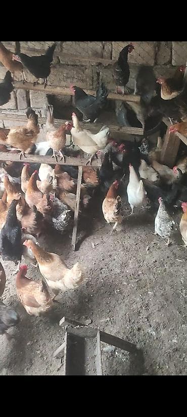 yemler: Tam təbii Kənd toyuqlari 11 aylıqdir Yumurtuyilllar Təsvir: - Həyət — 2