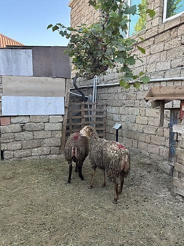 Quzu, Erkək, ay: 8, 34 kq, Ətlik, Ünvandan götürmə