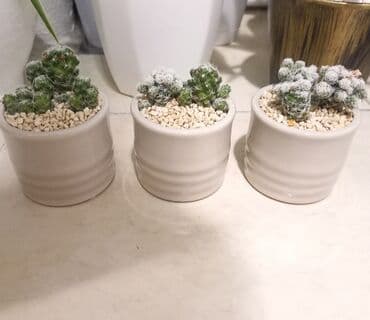 süd qazanı: Otaq bitkisi 1 ədədi 12azn

Ünvan Günəşli

Çatdırılma Metro Sos 2azn — 1