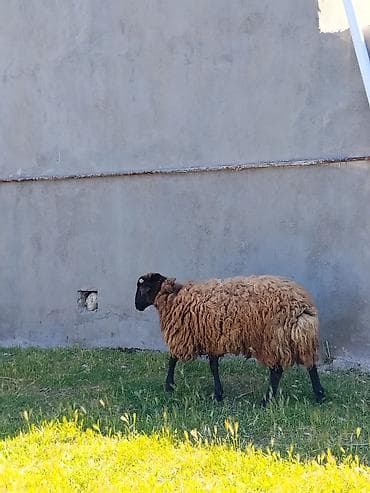ət məhsulları: Qala qoçu Qumral Sürü sürməyi superdi özümün Heyvanindir Pul lazım — 1