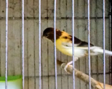 4aylıq erkek qiyməti 50 manat