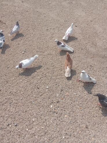 heyvanlara verilen xususi adlar: Saglam heyvanlardır tutulmalardi — 2