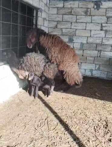 atla eşşəyin cütləşməsi: Erkək, Qala, il: 2, Damazlıq, Ünvandan götürmə — 4