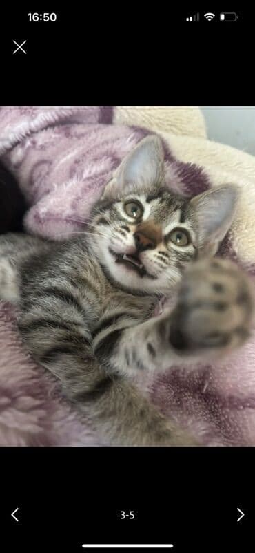 Tabbi, Erkək, Yaxşı əllərə, Pulsuz çatdırılma