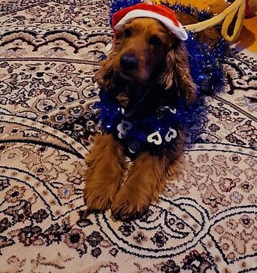 Gəmiricilər: Koker spaniyel — 4